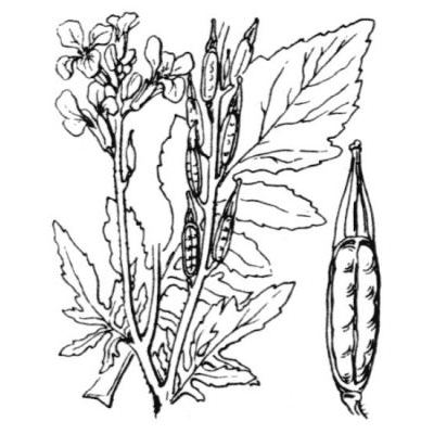 Eruca vesicaria (L.) Cav. 