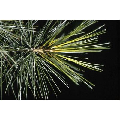 Pinus strobus L. 