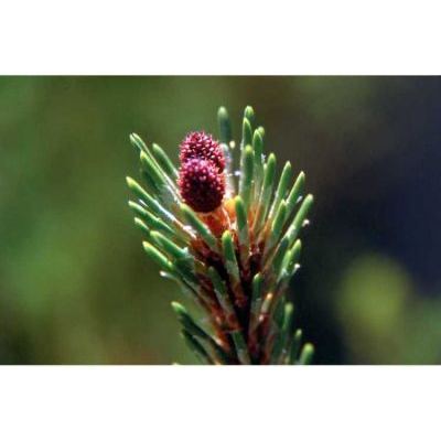 Pinus mugo Turra 