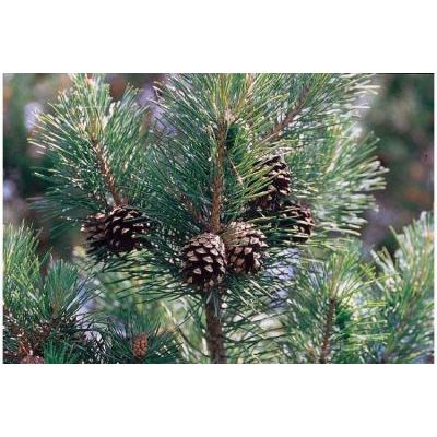 Pinus sylvestris L. 