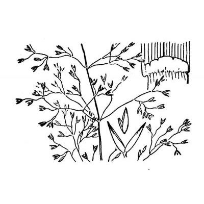 Agrostis capillaris L. 