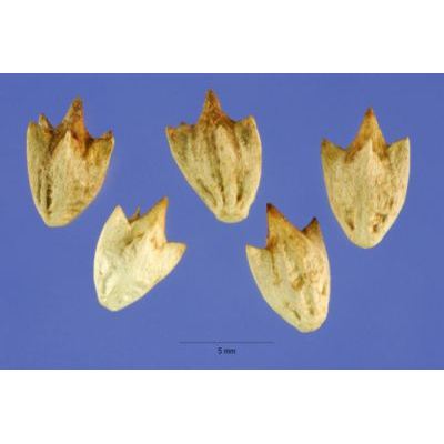Ambrosia trifida L. 