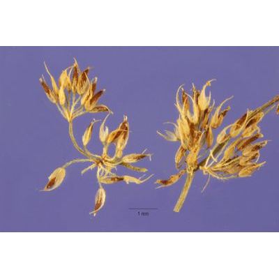 Coleanthus subtilis (Tratt.) Seidl 