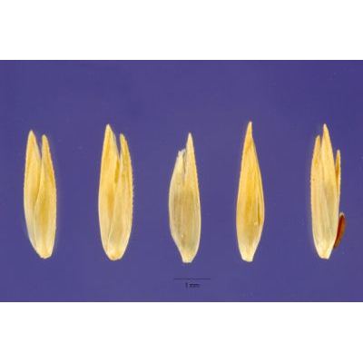 Crypsis aculeata (L.) Aiton 