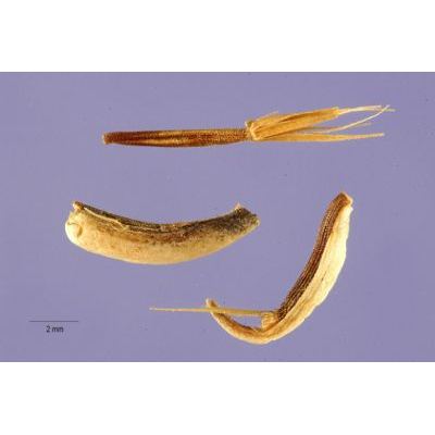 Crepis foetida L. 