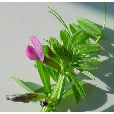Vicia angustifolia L. 