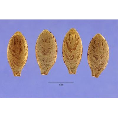 Echinocystis lobata (Michx.) Torrey & A.Gray 