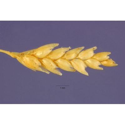 Eragrostis tef (Zuccagni) Trotter 