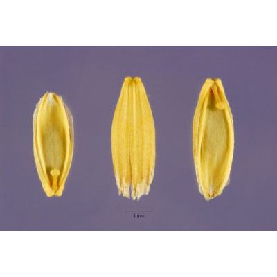 Glyceria fluitans (L.) R. Br. 
