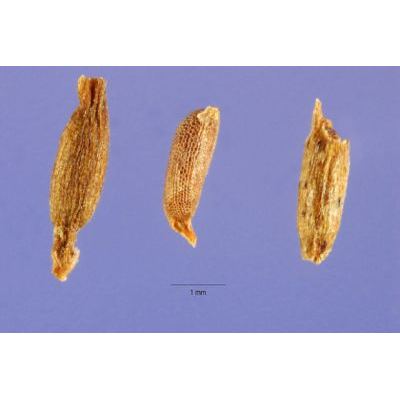 Hydrilla verticillata (L. f.) Royle 