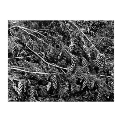 Pinus strobus L. 