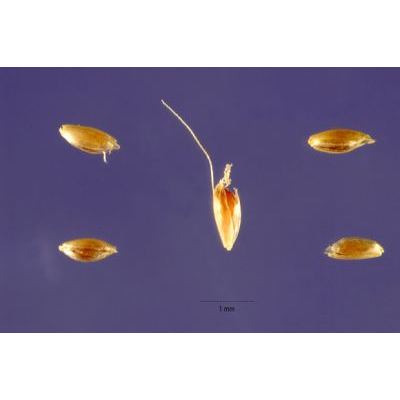 Polypogon fugax Nees ex Steud. 
