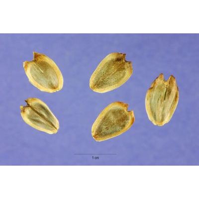 Silphium perfoliatum L. 