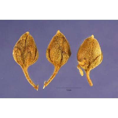 Verbascum lychnitis L. 