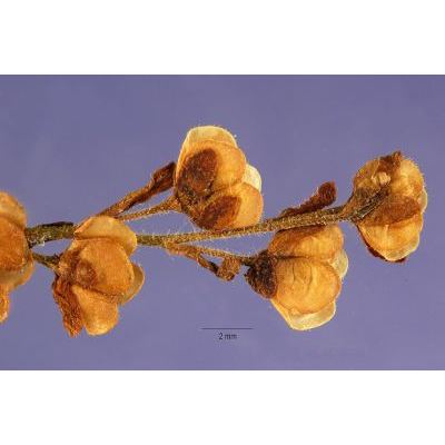 Veronica serpyllifolia L. 