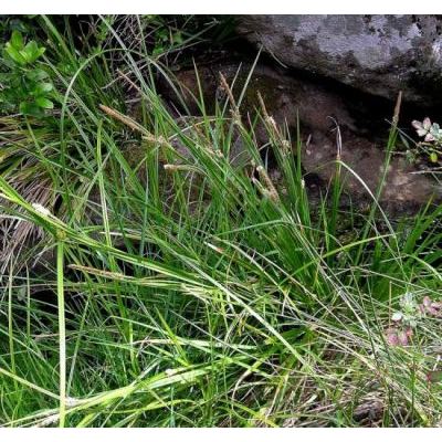 Carex microcarpa Bertol. ex Moris 
