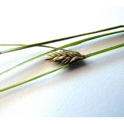 Carex remota L. 