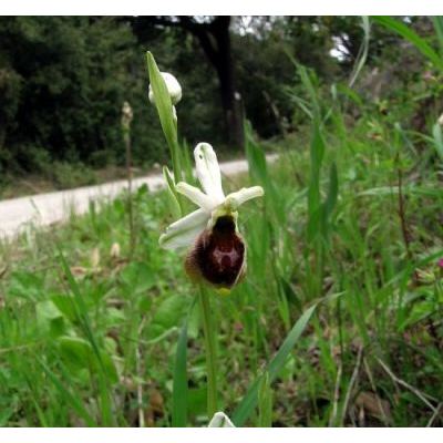 Ophrys argolica subsp. crabronifera (Sebast. & Mauri) Faurh. 