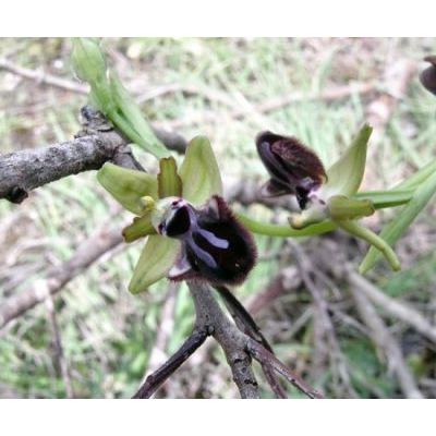 Ophrys sphegodes subsp. atrata (Rchb. f.) A. Bolòs 