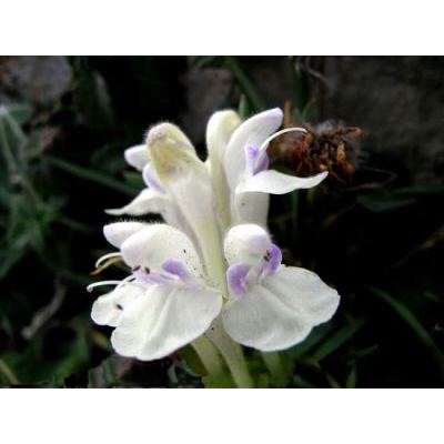 Scutellaria alpina L. 