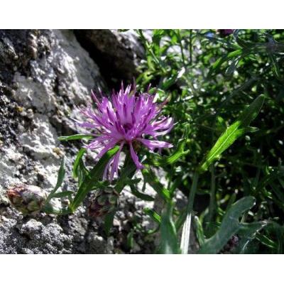 Centaurea ilvensis (Sommier) Arrigoni 