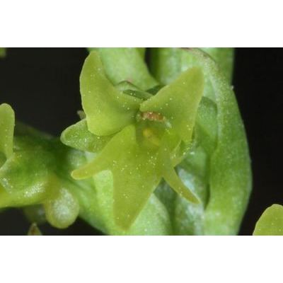 Gennaria diphylla (Link) Parl. 