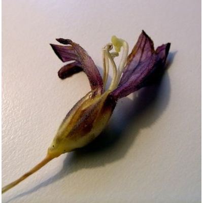 Phelipanche purpurea (Jacq.) Soják 