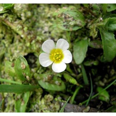 Ranunculus peltatus Schrank 