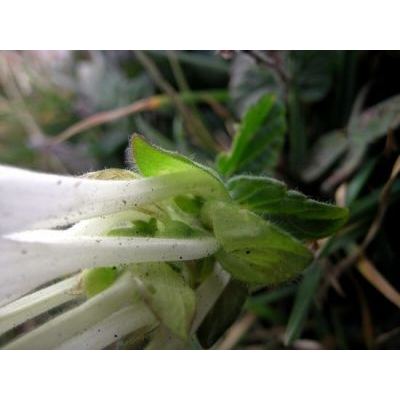 Scutellaria alpina L. 