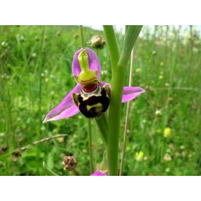 Ophrys apifera Huds. 