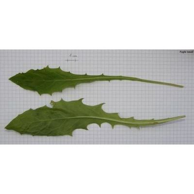 Crepis paludosa (L.) Moench 