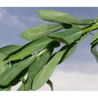 Euphorbia platyphyllos L. 