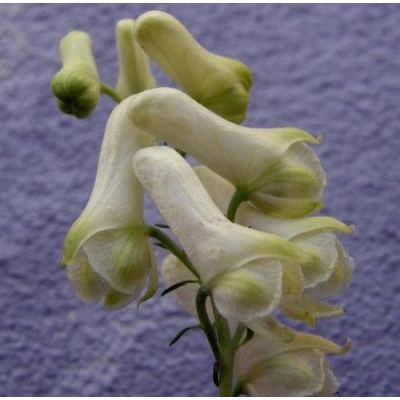 Aconitum lycoctonum L. emend. Koelle 