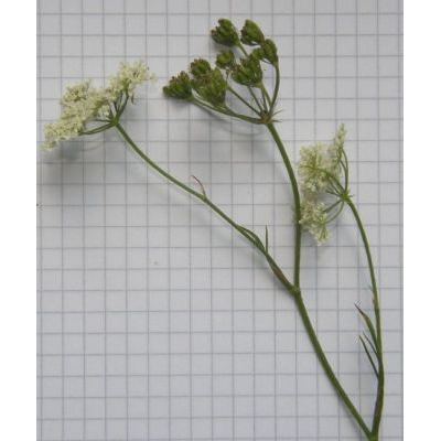 Bunium bulbocastanum L. 
