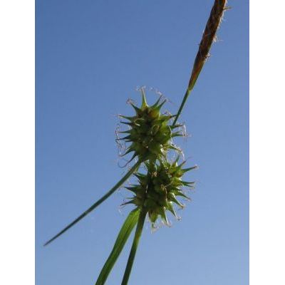 Carex demissa Hornem. 
