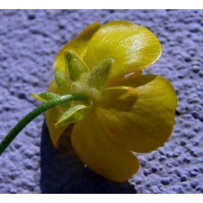 Ranunculus polyanthemos subsp. serpens (Schrank) Baltisb. 