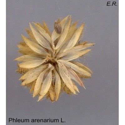 Phleum arenarium L. 