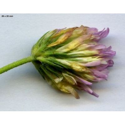 Trifolium echinatum M. Bieb. 