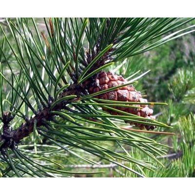 Pinus nigra J. F. Arnold 