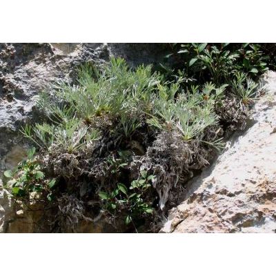 Artemisia nitida Bertol. 