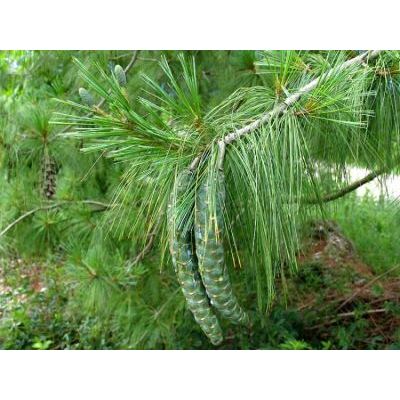 Pinus wallichiana A. B. Jacks. 