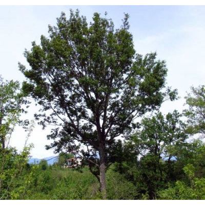 Quercus petraea (Matt.) Liebl. 
