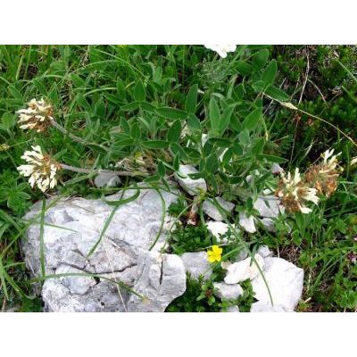 Trifolium noricum Wulfen 