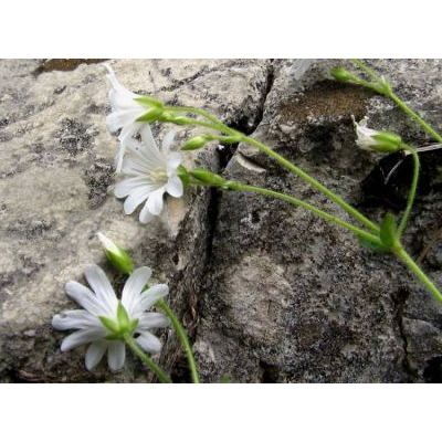 Cerastium subtriflorum (Rchb.) Pacher 