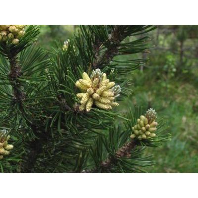 Pinus mugo Turra 