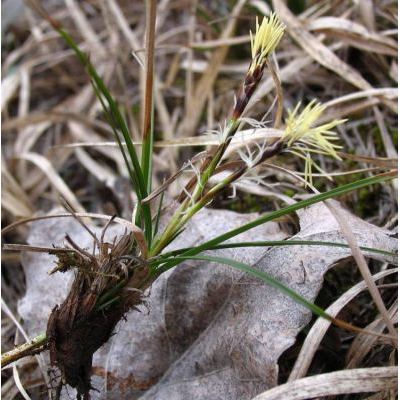Carex humilis Leyss. 