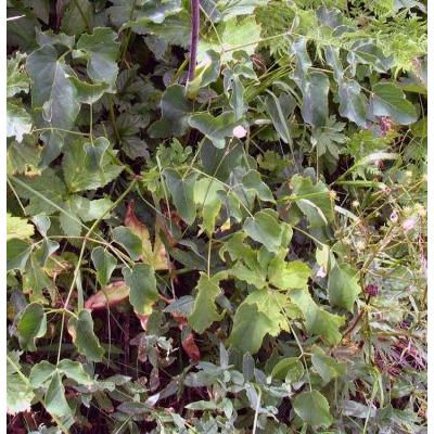 Laserpitium latifolium L. 
