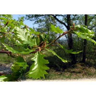 Quercus petraea (Matt.) Liebl. 