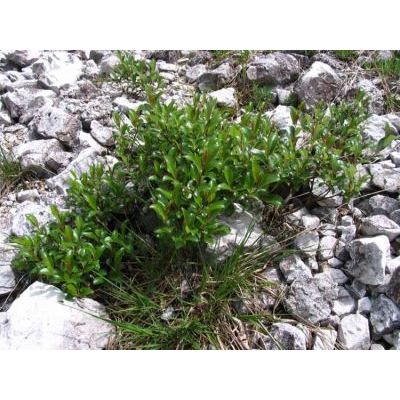 Salix glabra Scop. 