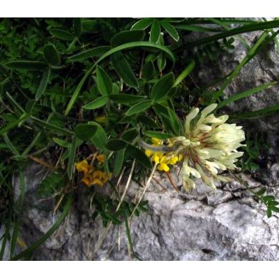 Trifolium noricum Wulfen 